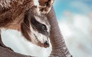 Procyonid: Close up of a raccoon in a tree, Portrait raccoon