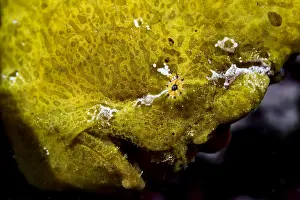 Commersonii: Close right side view Commerson's Frogfish head