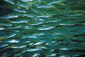 Anchovy: Close up of school of anchovy