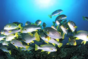 Sweetlips: Close up on a school of oriental sweetlips