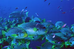 Sweetlips: Close up of school of sweetlips, or plectorhinchus