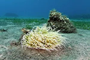Poursanidis: Close up of Sea Anemone