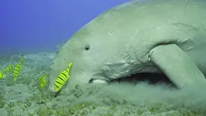 Symbiosis: Close up of Sea Cow (Dugong dugon) or Dugong acc