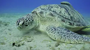 Slow: Close up of Sea turtle grazing on the seaseabed