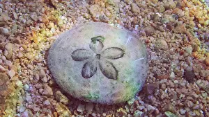 Market: Close up of sea urchin Sand dollar, Cake urchin
