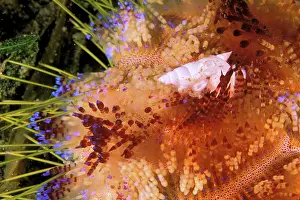 Fire: Close up of shell on fire urchin