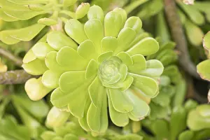 Rosette: Close up shot of tree houseleek or Irish rose (Aeonium a