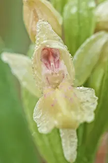 Flowered: Close up of a single flower of elder-flowered orchid