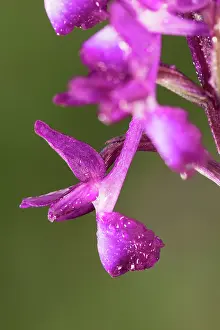 Loose: Close up of single flower of loose-flowered orchid