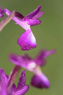 Loose: Close up of single flower of loose-flowered orchid