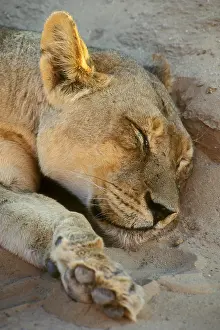Sleep: Close up of sleeping lioness (Panthera leo) lying