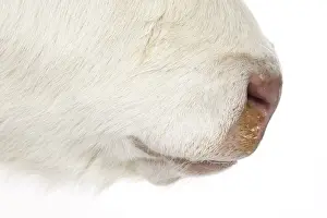 Charolaises: Close up of the snout of a charolais calf