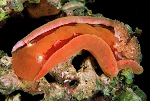 Lemon: Close up of spanish dancer nudibranch, or