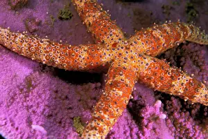 Westmorland: Close up of starfish