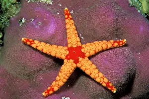 Radial: Close up of starfish, or fromia monilis