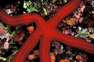 Leachii: Close up of starfish, or leiaster leachii