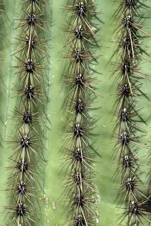 Saguaros: Close up of trunk of Saguaro cacti