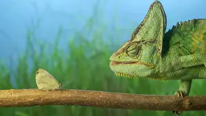 Preys: Close-up, adult bright green chameleon preys on