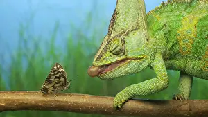 Preys: Close-up, adult bright green chameleon preys on