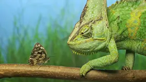 Preys: Close-up, adult bright green chameleon preys on
