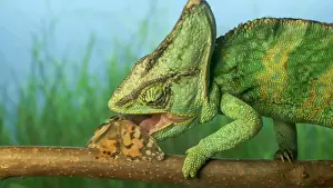 Iguanidae: Close-up, adult bright green chameleon sits on branch