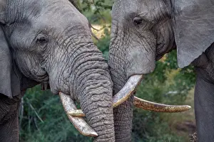 Proboscis: Close-up of two African bush elephant (Loxodonta