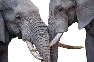 Confrontations: Close-up of two African bush elephant (Loxodonta