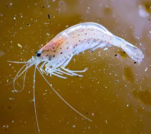Prawn: Close-up of an Amano shrimp in an aquarium