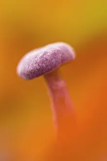 Deceiver: Close-up of an Amethyst Deceiver