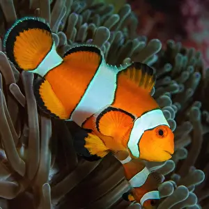 Anemonefish: Close-up of anemonefish ocellaris clownfish (Amphiprion o