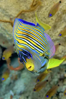 Sweeper: Close-up of angelfish (Pterophyllum), Raja