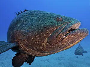 Grouper: Close-up of atlantic goliath grouper (Epinephelus