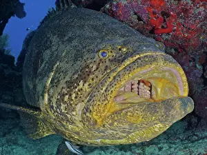 Grouper: Close-up of atlantic goliath grouper (Epinephelus