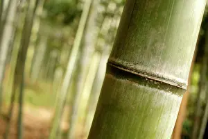 Honshu: Close-up of a bamboo trunk in the Arashiyama bamboo