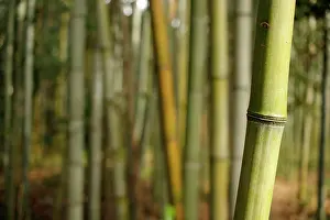 Honshu: Close-up of a bamboo trunk in the Arashiyama bamboo
