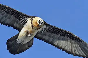Flies: Close up... Bearded vulture (Gypaetus barbatus) in flight against a blue sky