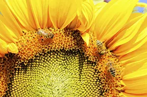 Sunflowers: Close-up of bees pollinating a yellow sunflower