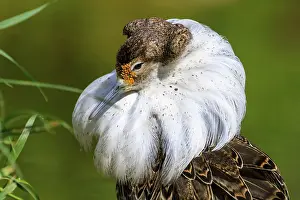 Section: Close-up of a bird with impressive neck plumage and striking expression