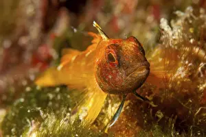Section: Close-up of Black-faced blenny looking at viewer