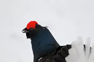 Hamra: Close-up of a Black Grouse (Tetrao tetrix)