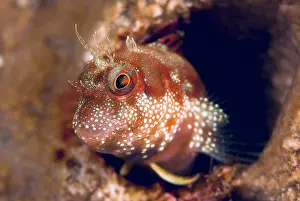 Tunicate: Close-up of blenny fish (Blenniidae) emerging