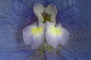 Twin: Close-up of blue delphinium flower petals