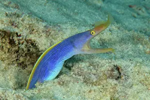Moray: Close-up of blue yellow ribbon eel (Rhinomuraena