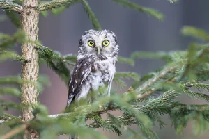Funeral: Close-up of a Boreal Owl (Aegolius funereus) pe