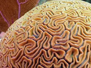 Keys: Close-up of a brain coral (Diploria labyrinthiformis)