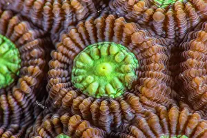 Brain: Close-up of Brain Coral (Favites abdita), Komodo