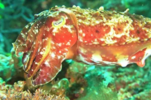 Broadclub: Close-up of Broadclub Cuttlefish (Sepia