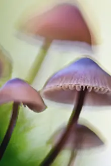 Unidentified: Close-up of a bundle of unidentified fungi
