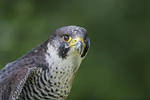 Peregrinus: Close-up of a captive peregrine falcon (Falco p