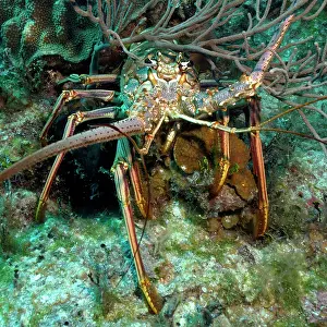 Lobster: Close-up of Caribbean caribbean spiny crayfish (Panulirus